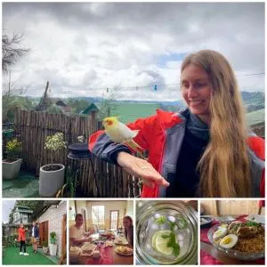 Golden King Guest - Labugolla