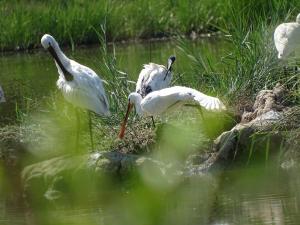 Agriturismo Venice Photobirding