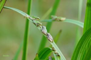 Tentes de luxe Pipowagen prachtig gelegen in de natuur : photos des chambres