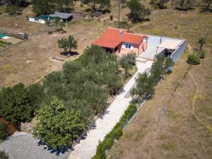 House Olive tree 