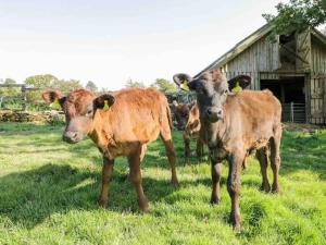 Panoramic Mountain Retreat - Waen Fechan - 4x4 access only