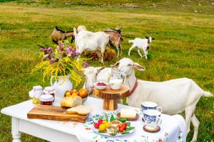 Siedlisko Zacisze agroturystyka w Gowinie