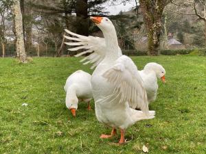 Seaside Cottage - 4hvězdičkové hotely ve městě Valentia Island