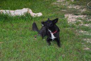 Villa Kutija with heated pool