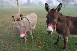 B&B / Chambres d'hotes Au Pichet : photos des chambres