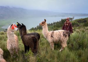 ALPACA LODGE & EXPLORATIONS