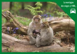 Appartements ❊ L'ECRIN SELESTADIEN ❊ : photos des chambres