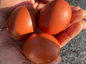 Maisons d'hotes La Bastide du Castellet : photos des chambres