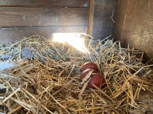 Maisons d'hotes La Bastide du Castellet : photos des chambres