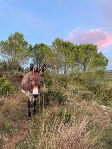 B&B / Chambres d'hotes Chez Tatie Menie : photos des chambres