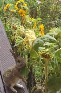 Chata pod Świnią Górą *