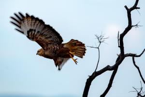 Nungubane Game Lodge
