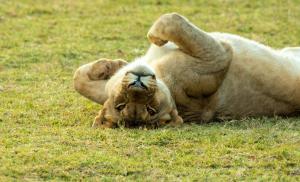 Nungubane Game Lodge