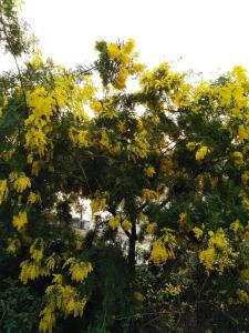 VILLA MIMOSA Splendida Vista Mare