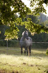 Maisons d'hotes Chateau Le Souley : photos des chambres