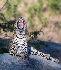 Selati Bridge Precint, Kruger National Park, Skukuza, 1350, South Africa.