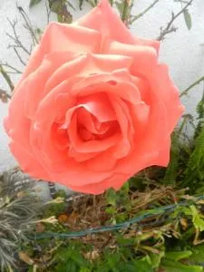 JP Guest House - Eixo