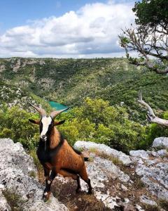 Appartements STUDIO ELEGANT & MODERNE - ENTRE LAVANDE ET GORGES DU VERDON : photos des chambres