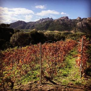 Tenuta Petra Manna img2