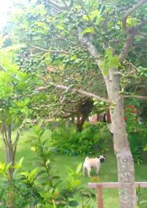 Casas lindas no paraiso!