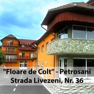 Floare de Colt Petrosani - Dîlja Mică