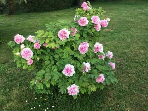 Maisons d'hotes Le clos des Noaillettes : photos des chambres