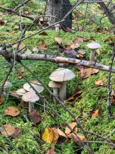 Święty Spokój Łąka i Woda