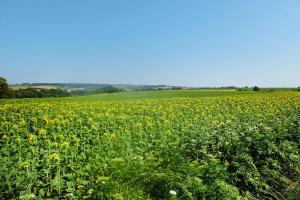 Maisons de vacances Holiday Home in Chenac with Stunning Terrace Views : photos des chambres
