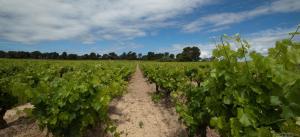 Maisons de vacances Grenache cottage for 4 people in the heart of the vineyard : Maison de Vacances