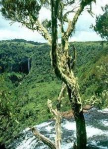 Maverick Camp, Rondavels and Homestay