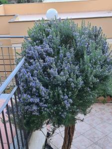 Il Rosmarino Apartment