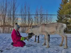Beautiful rural experience with reindeer - Jaatila