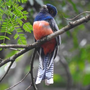Aruá Observação de Vida Silvestre