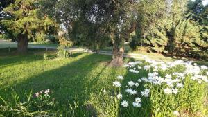 Casa de campo Las olivas