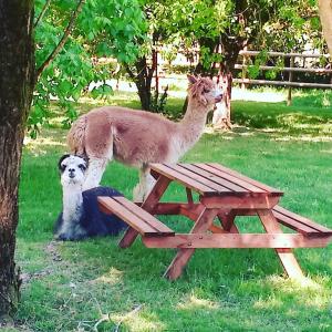 Campings Roulottes Les Alpaguettes : photos des chambres