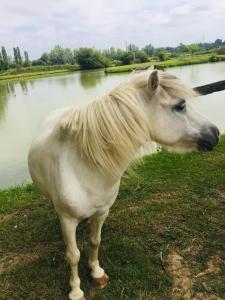 Grand Chalet Domaine du vieux chêne