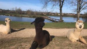 Grand Chalet Domaine du vieux chêne