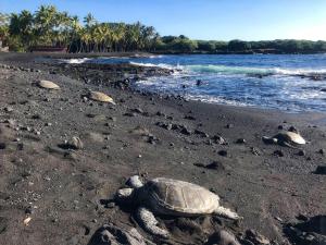 Kahaluu Bay Village 201 by Casago Kona - Snorkeling, Surfing and Spaciousness