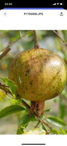 Ogumka, Self catering , Beoliere, Mahe
