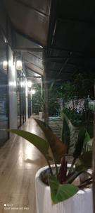 Bebe Homestay Phu Quoc