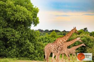 Sandpiper Villas Chobe