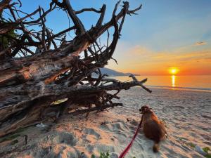 Ideo Phuket Hotel - Naiyang Beach