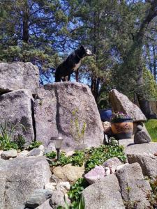 Sleeping Wolf Guest House
