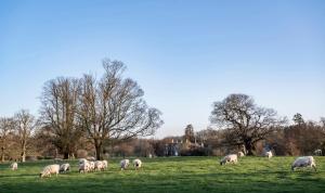 Chilston Park Hotel