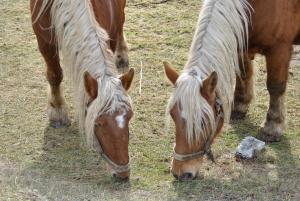 Sejours a la ferme Ferme de Sejour Rebuffel : photos des chambres