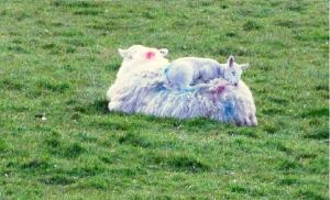 Wonderful Setting Farmhouse Apartment