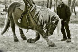 Appartements Domaine Du Bois du Loup : photos des chambres