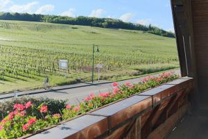 Domaine Roland Geyer photo 12