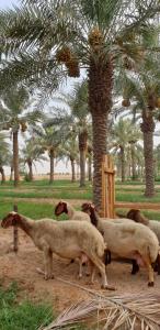 Heenat Salma Farm