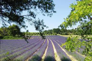 Maisons de vacances holiday home, Villes-sur-Auzon : photos des chambres